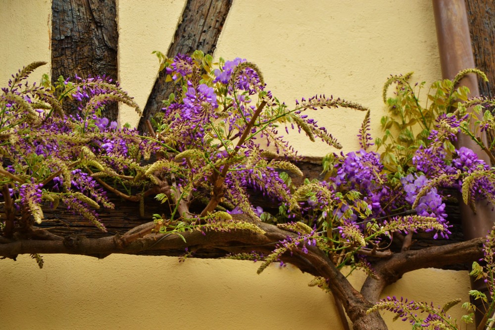 Purple Flowers in Colmar, Alsace, France 