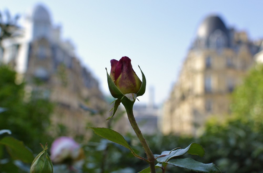 A rose at Promenade plantée, Paris, France