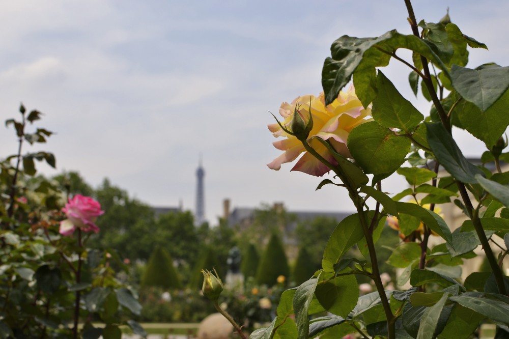 Roses at Musée Rodin, Paris, France