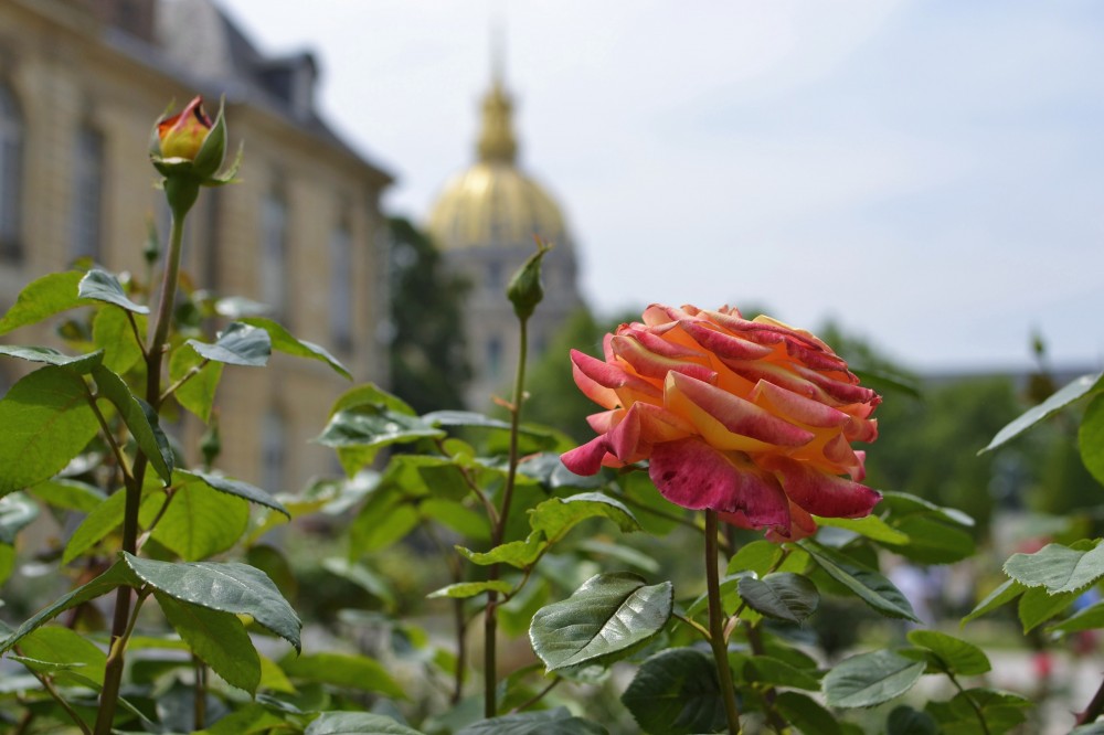 A rose at the gardens of Musée Rodin, Paris, France