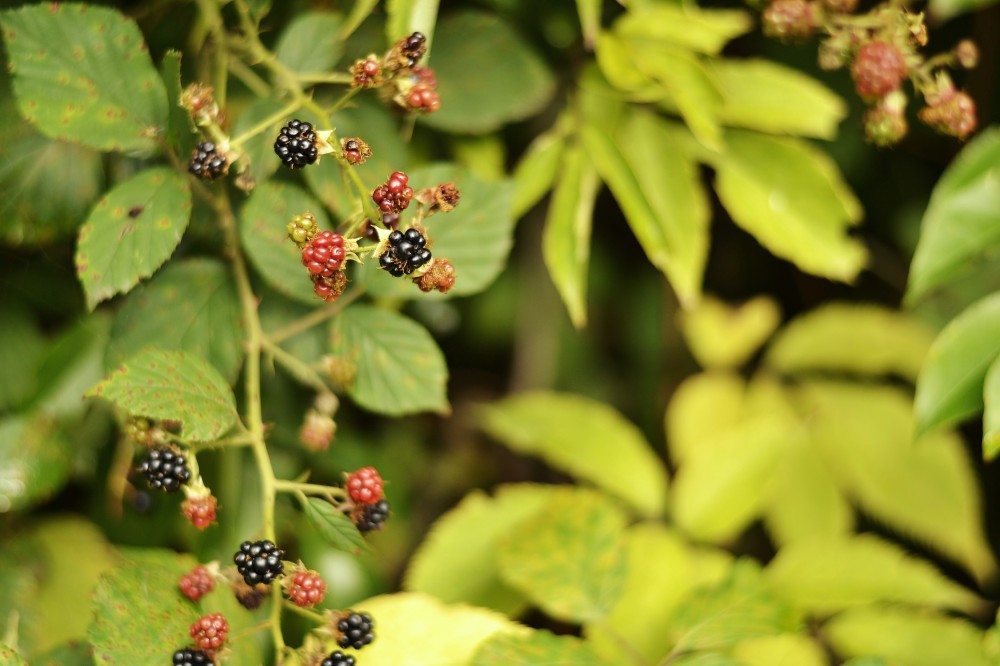 Blackberries during fall in rural Germany