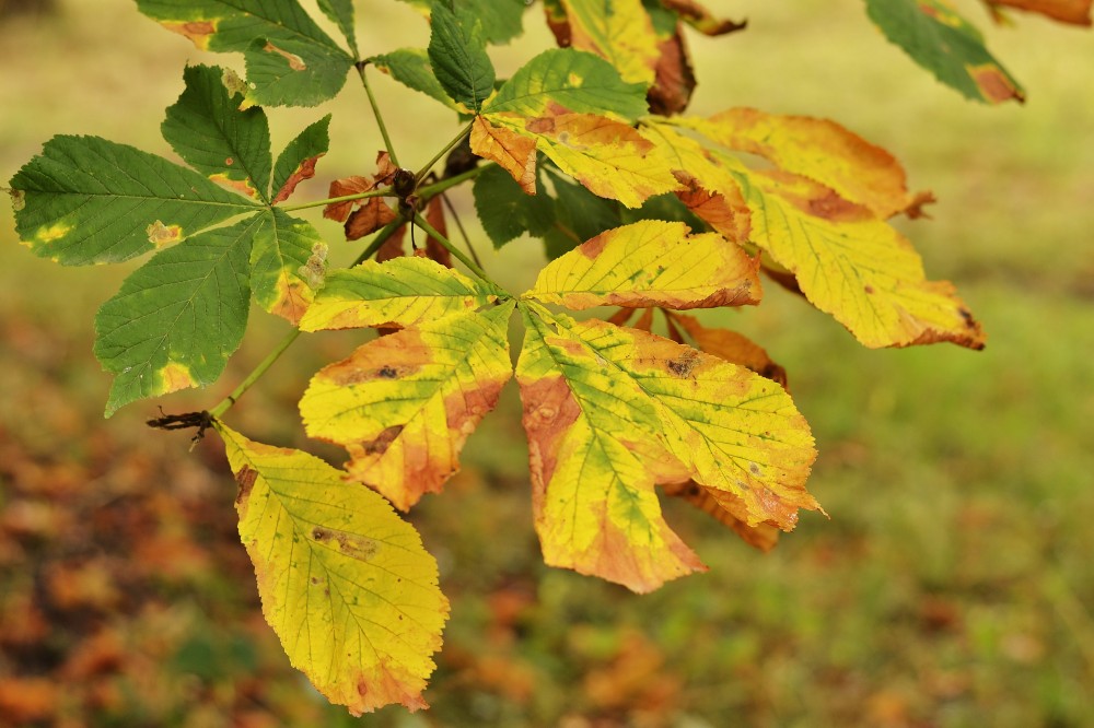 Colorful chestnut leaves in rural Germany