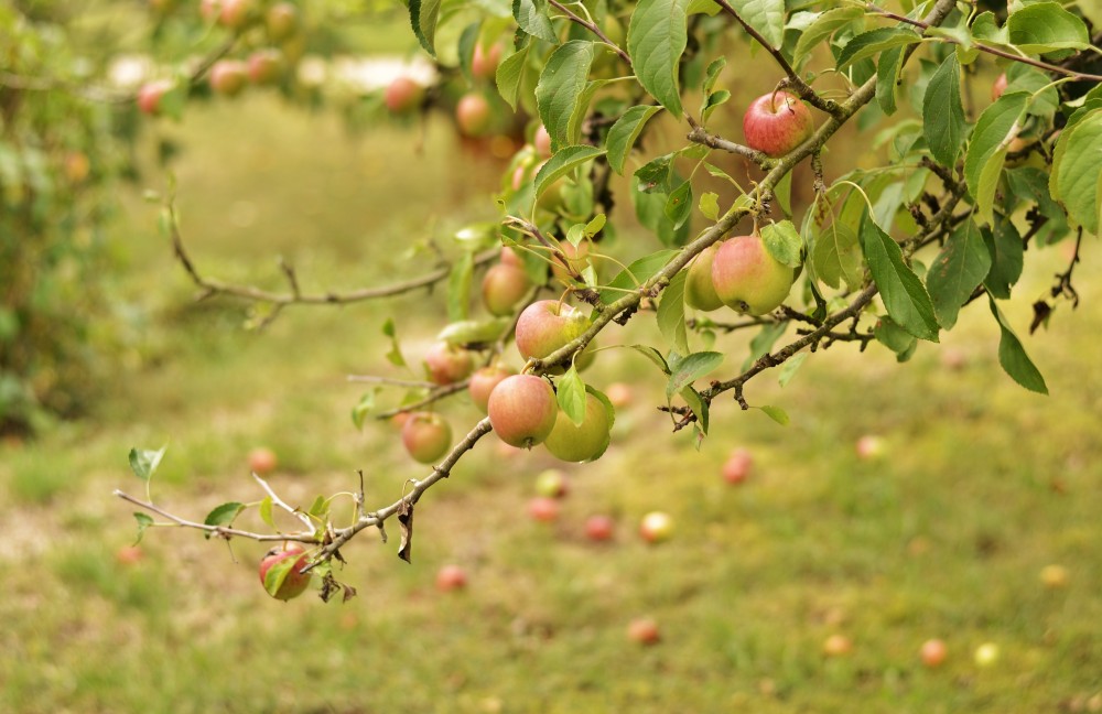 Apple season in rural Germany