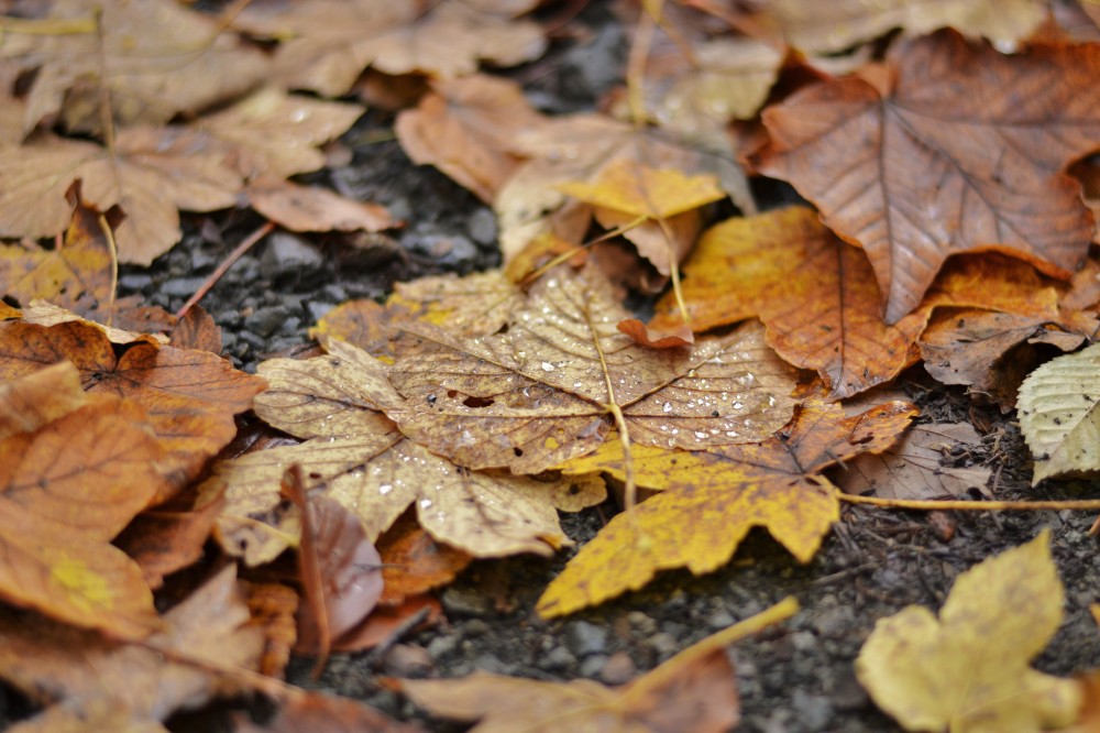 Wet leaves, Germany