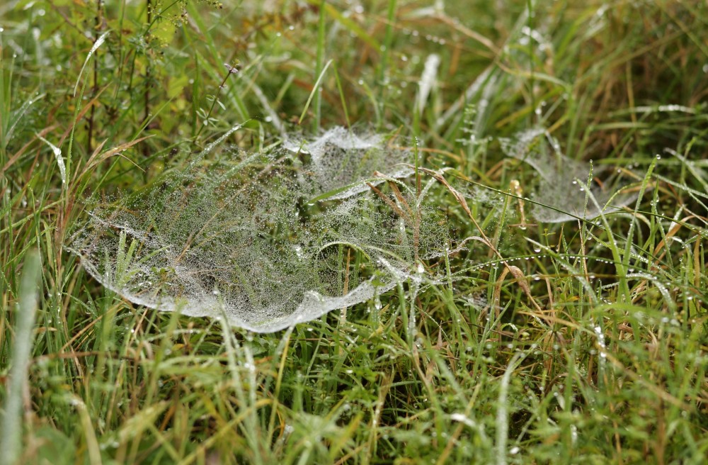 Cobweb and dew, Germany