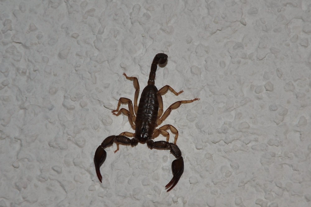 Scorpion, Krk, Croatia