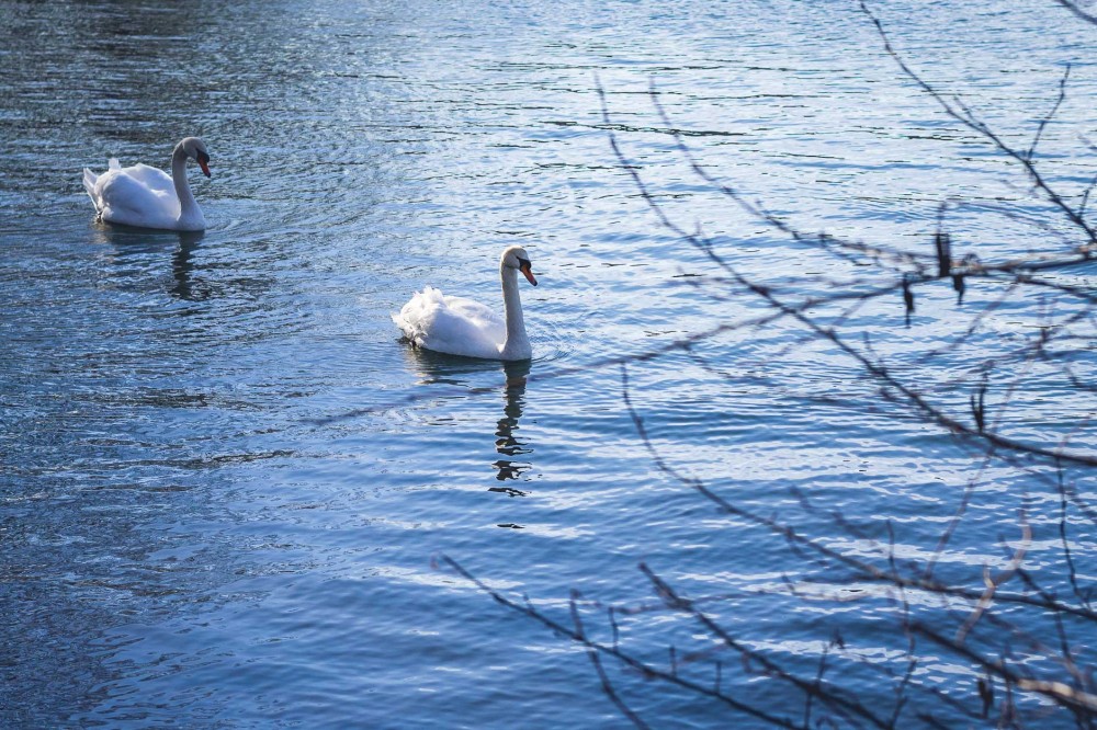 Swans in Göttingen, Germany 