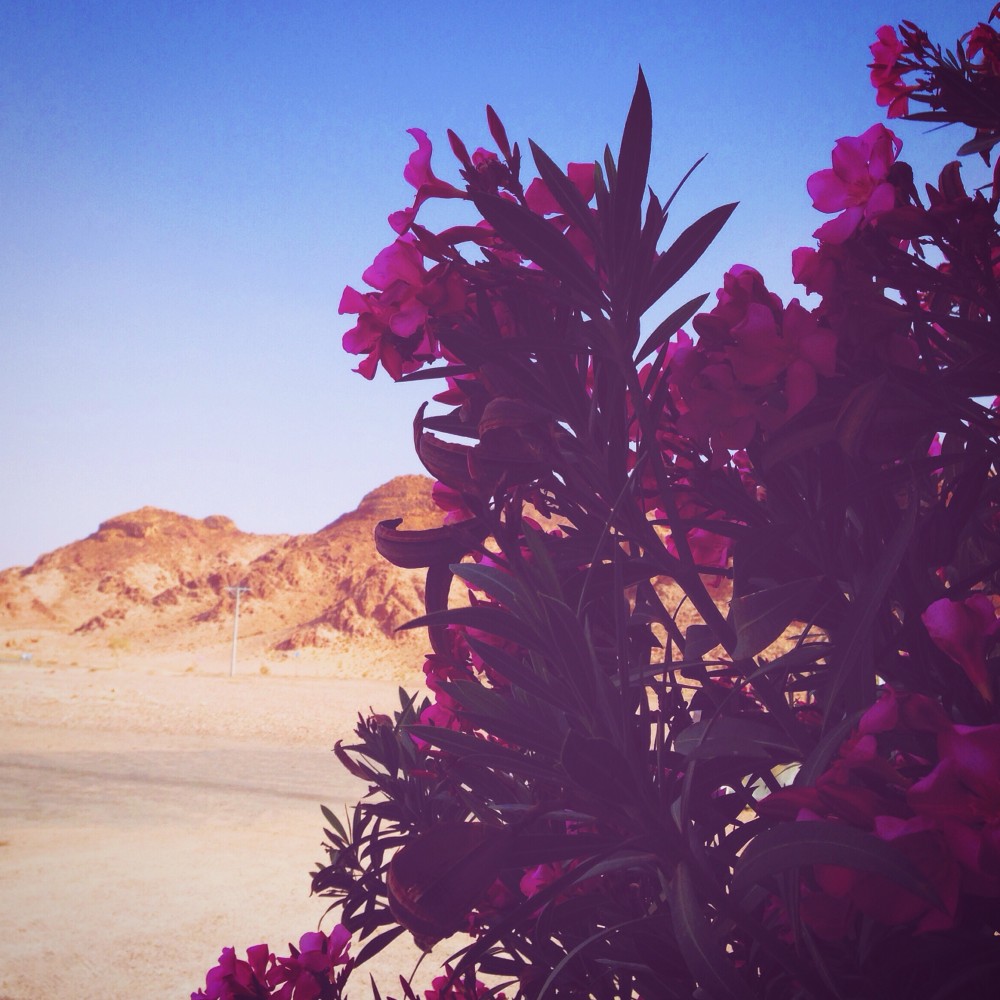 Desert flowers in Jordan