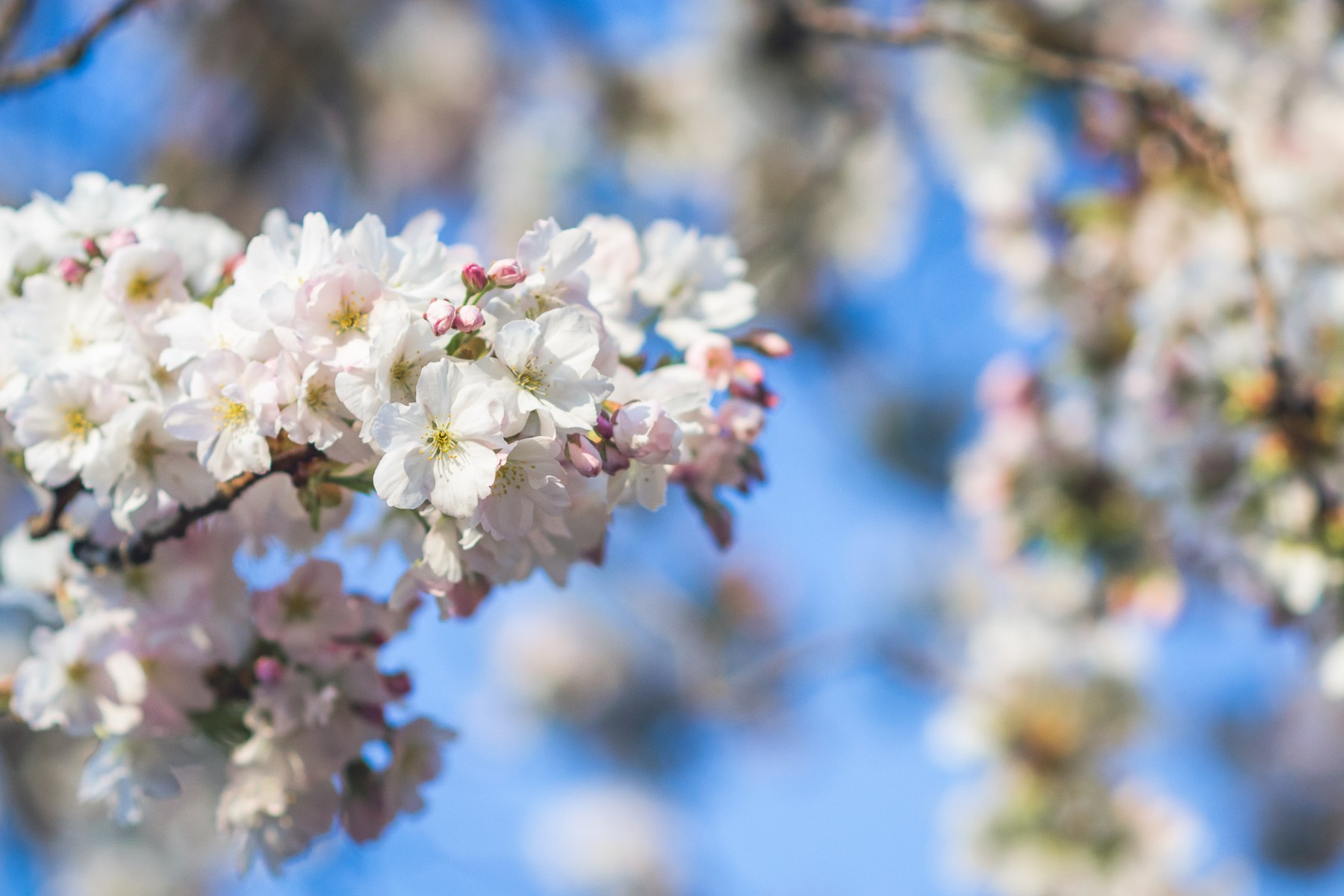 April blossoms in Göttingen, Germany